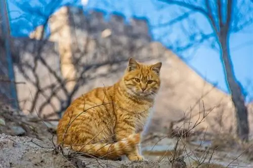 חתול בר על החומה הגדולה של סין_Stefano Zacccaria_shutterstock