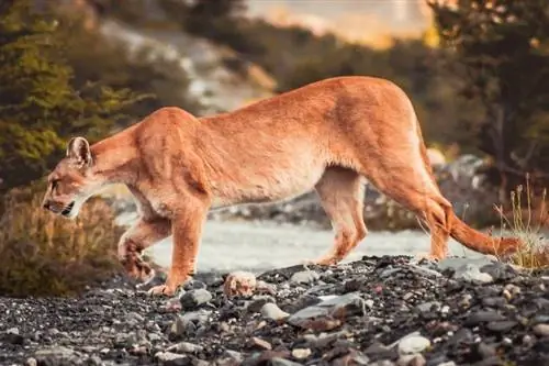 Puma chodząca po kamiennych kamykach