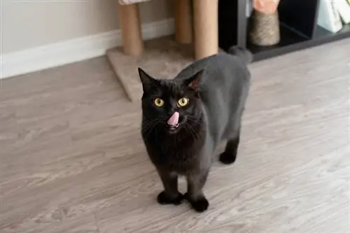 um gato polidáctilo preto lambendo a boca