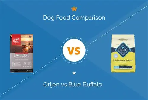 Orijeni koeratoit vs. Blue Buffalo: mida ma peaksin valima?