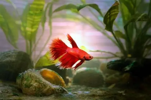 betta nyekundu katika aquarium