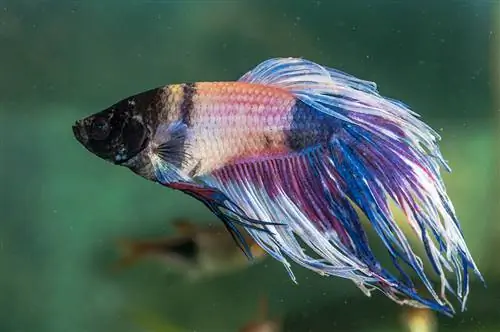 Betta Fish Stress Stripes: Identifikation, Behandling & Billeder