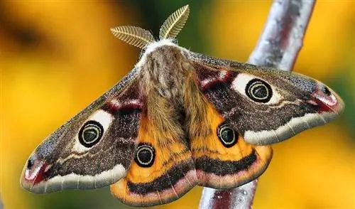 Moth Closeup