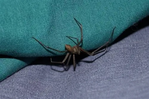 Mga Brown Recluse Spider