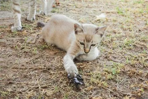 Batang pusa na nakikipaglaban sa alakdan