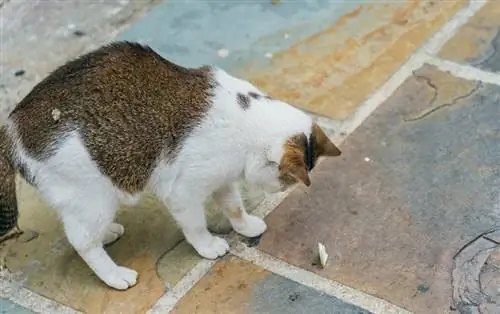 Können Katzen Motten fressen? Was du wissen musst