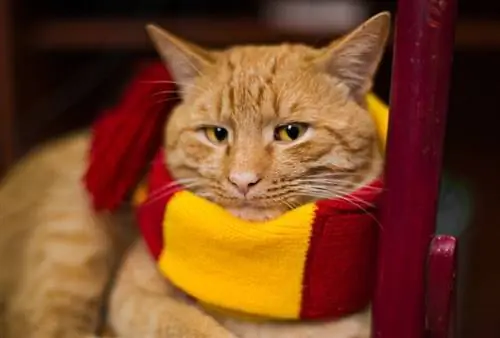 180 Harry-Potter-Katzennamen: Ideen für Ihre magische & fleißige Katze