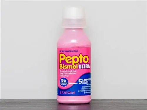 Oshqozon og'rig'i uchun itga Pepto Bismol bera olasizmi? Nimani bilishingiz kerak