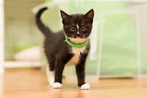 gatinho usando coleira antipulgas verde