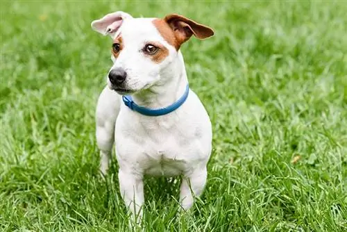 Coleira azul anti-carrapato e pulgas em cachorro fofo