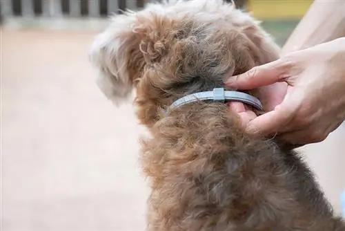 Vrou wat 'n halsband vir hond dra, maak bosluise en vlooi dood en stoot af