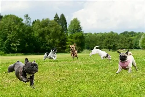 Cães pequenos em um parque para cães