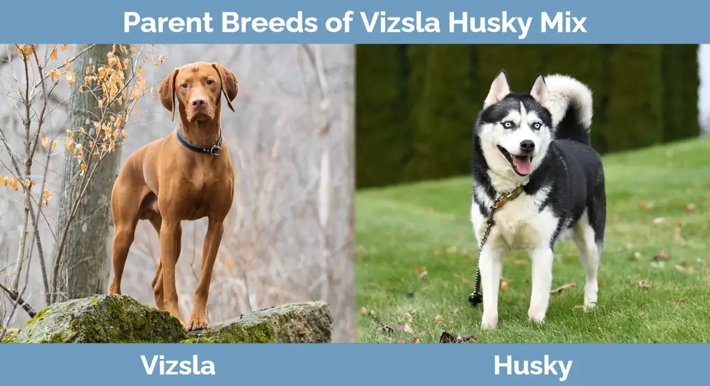 Foreldreraser av Vizsla Husky Mix