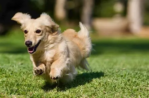 Krem Uzun Saçlı Dachshund: Şəkillər, Bələdçi, Məlumat & Ətraflı