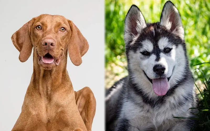 Vizsla Husky Mix Informazioni sulla razza del cane: immagini, temperamento & Tratti