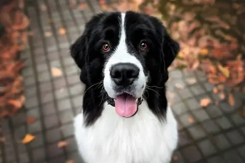 feliz retrato de perro landseer