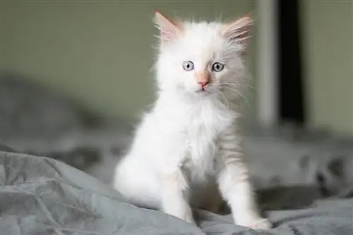 ragdoll-katje in het bed