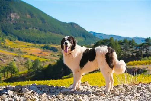 Landseer Dog (European Continental): Duab, Ntaub Ntawv, Phau Ntawv Qhia Kev Kho Mob & Ntau