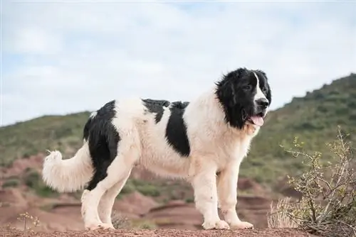 perro landseer de pura raza