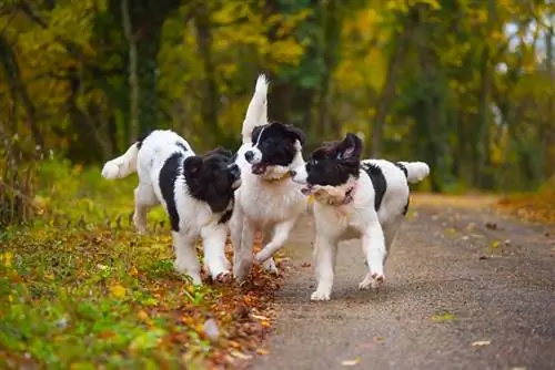 cachorro de perro landseer jugando