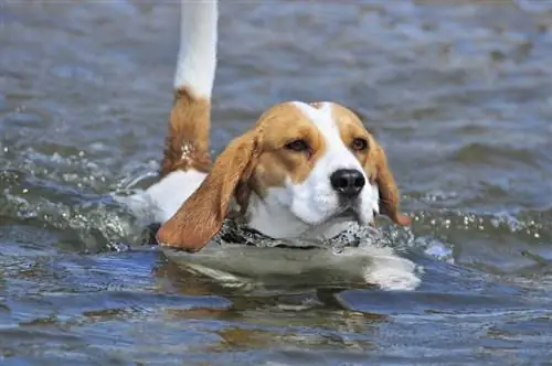 Beagle bơi trên sông