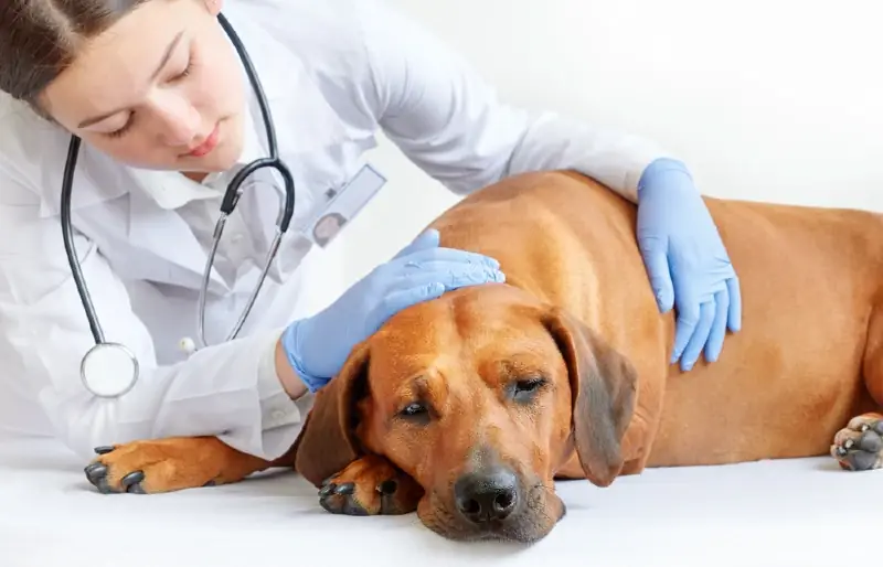 veterinário examinando um cão Rhodesian ridgeback doente