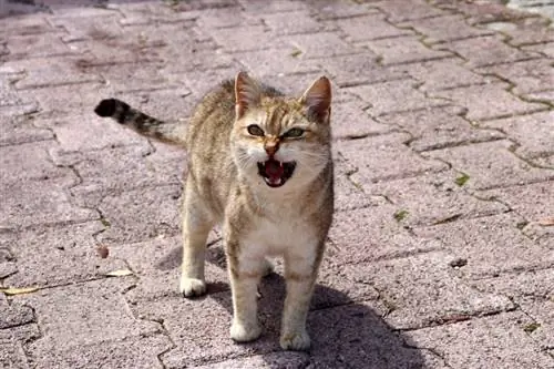 gato maullando al aire libre