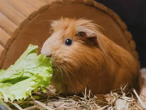 Porquinho da índia pode comer alface? Fatos nutricionais aprovados pelo veterinário & Perguntas frequentes