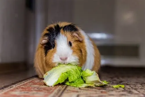 nguruwe wa Guinea akila lettuce