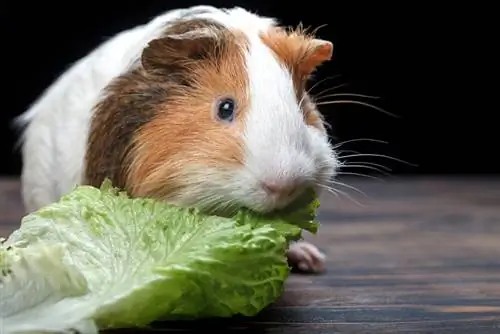 Een kleine cavia die een slablad eet