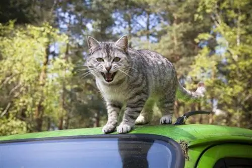 Gatos atacam invasores? O que você precisa saber