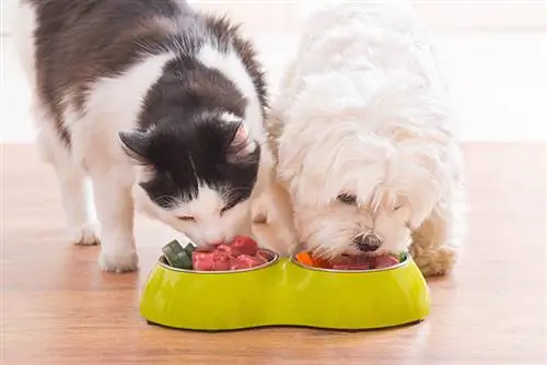 m altese che mangia fianco a fianco con un gatto