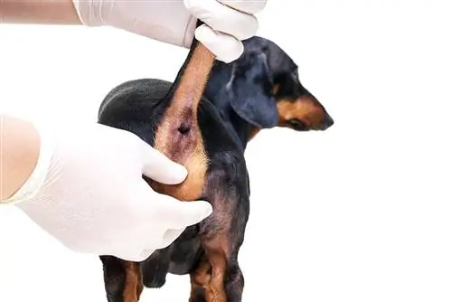 Klinikada dachshund it veterinarida paranal bezlarni profilaktik tozalash