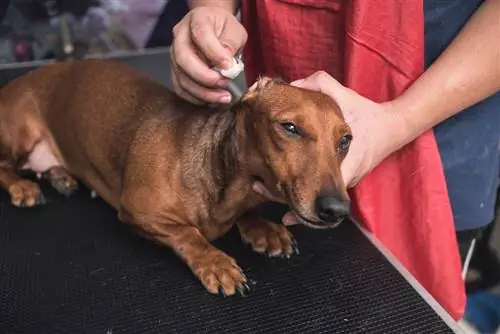 Uy hayvonlarini parvarish qiluvchi jigarrang dachshundning quloqlarini paxta to'plari bilan muloyimlik bilan tozalaydi