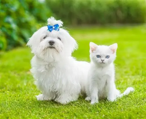 Zijn M altezers goed met katten? Hoe u ze kunt helpen met elkaar om te gaan