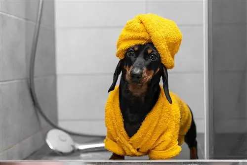 Dachshund Bakımı: Kolaylaştırmak için 11 İpucu ve Püf Noktası