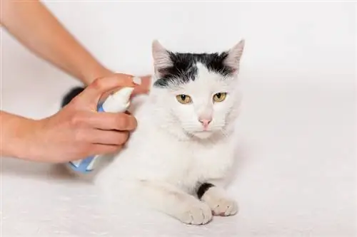 chat traité contre les puces et les tiques