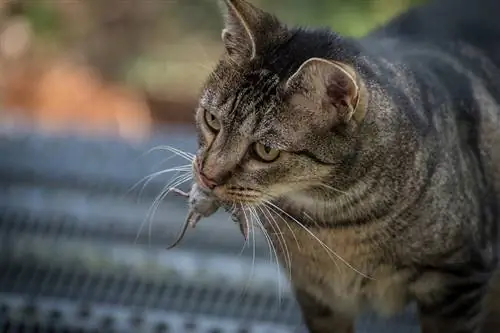 kucing dengan tikus mati