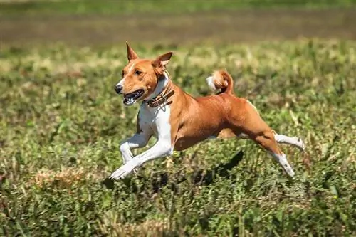 qen basenji që vrapon në natyrë