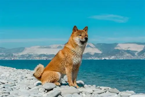 shiba inu merah duduk di dekat laut