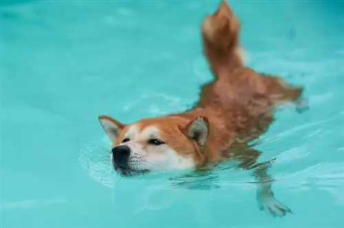 chó shiba inu bơi lội