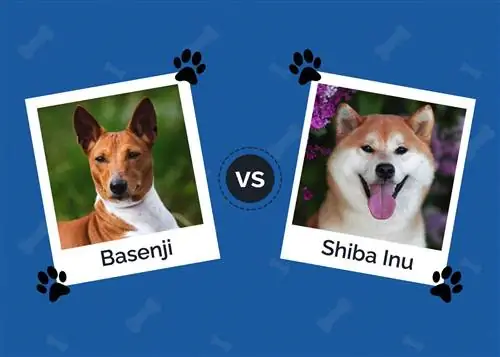 Basenji vs Shiba Inu: bemærkelsesværdige forskelle (med billeder)