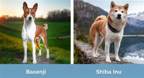 Basenji vs Shiba Inu berdampingan