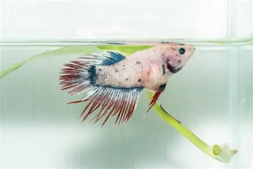 Betta Fish: priežastys, simptomai, & gydymas