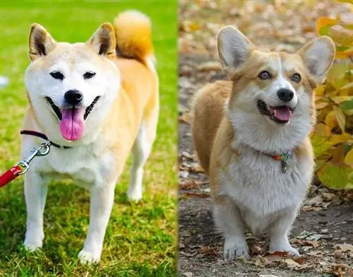 Shiba Inu prieš Corgi