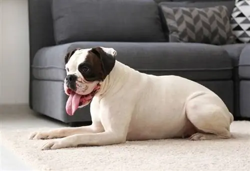 boxer dog na nakahiga sa carpeted floor sa bahay