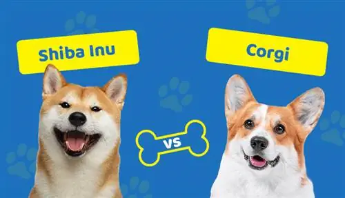 Shiba Inu vs Corgi: quina raça és adequada per a tu?