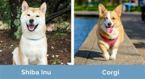 Shiba Inu vs Corgi berdampingan