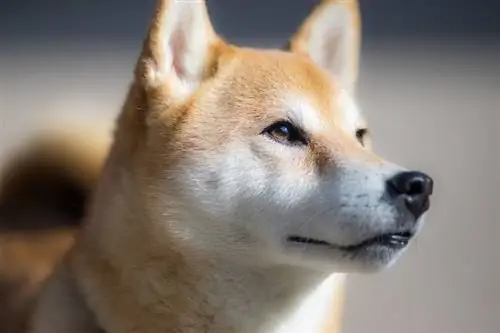 Shiba inu