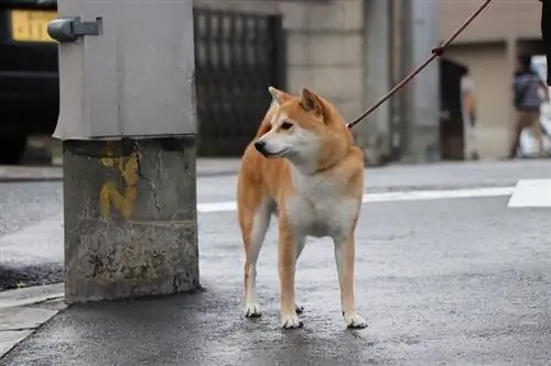 Shiba Inu kutya